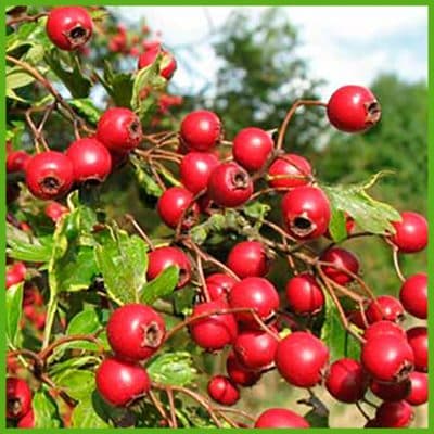 Ashwagandha (Withania somnifera Dunal)