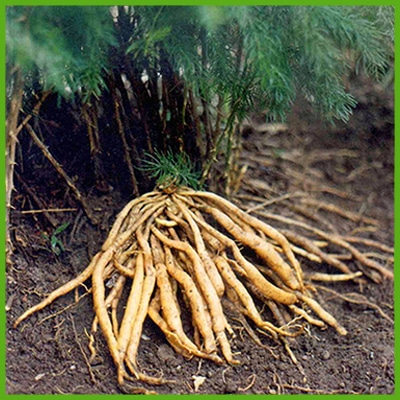 Shatavari (Asparagus racemosus Willd)