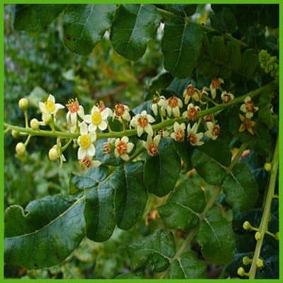 Boswellia (Boswellia serrata Roxb)