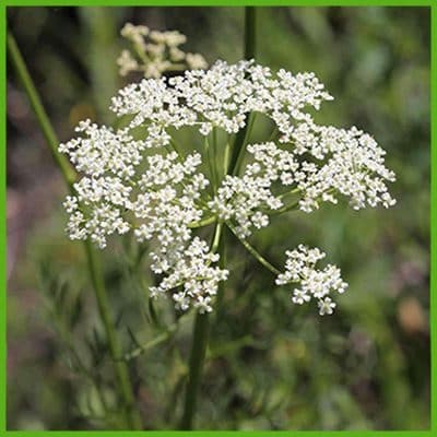 Carvi (Carum carvi L.)