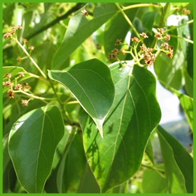 Ravintsara (Cinnamomum camphora (L.) J. Presl.)
