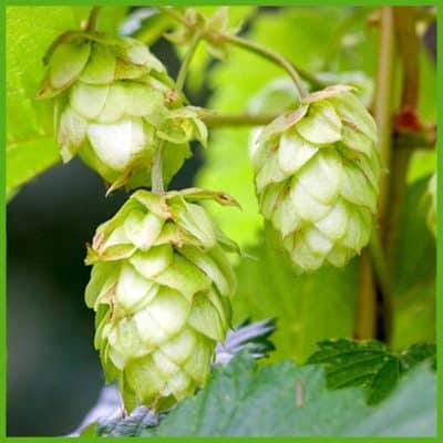 Luppolo (Humulus lupulus L.)
