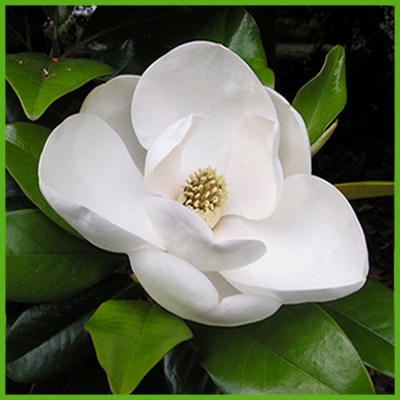 Magnolia (Magnolia officinalis Rehder & E. Wilson)