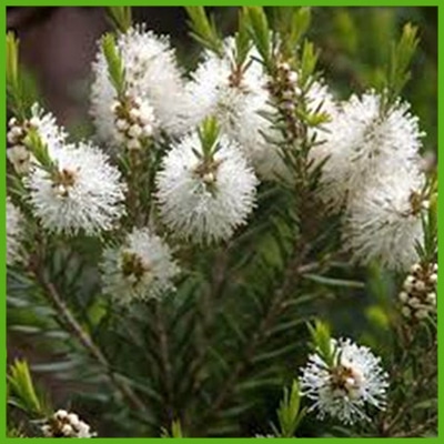 Tea tree (Melaleuca alternifolia Cheel.)