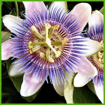Passiflora (Passiflora incarnata Linn.)