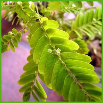 Phyllanthus (Phyllanthus niruri L.)