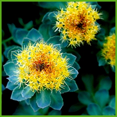 Rodiola (Rhodiola rosea L.)