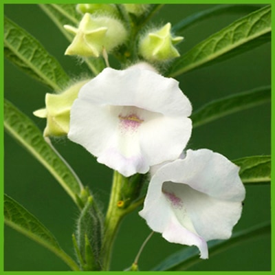 Sesamo (Sesamum indicum L.)