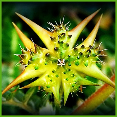 Tribulus (Tribulus terrestris L.)
