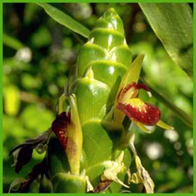 Zenzero (Zingiber officinale Roscoe)
