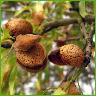 Mandorlo (Prunus dulcis [Miller] D.A. Webb, (syn. Prunus amygdalus [L.] Batsch)