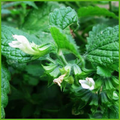 Melissa (Melissa officinalis L.)