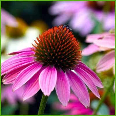 Echinacea (Echinacea angustifolia D.C. )